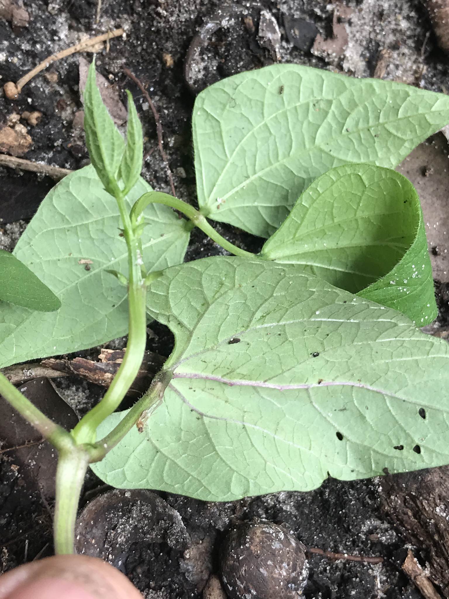 Phaseolus vulgaris